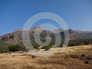 View of landscape grass and landscape trees and mountains