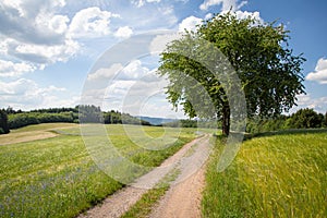 View of the landscape of the low mountain range Odenwald with a free-standing tree on a hiking trail. Hilly landscape in the backg