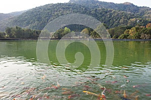 View landscape mountain forest with japan fancy carp colored varieties or Koi japanese fish swimming in water pond pool in garden