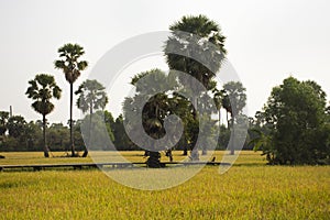 View landscape paddy and toddy palms or sugar palm tree with wooden bridge in rice field for thai people and foreign travelers