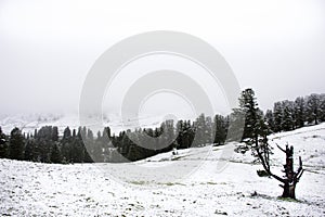 View Landscape snView Landscape snow snowing covered on alpine tree at top of mountain in Kaunergrat nature park
