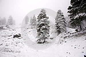 View Landscape snView Landscape snow snowing covered on alpine tree at top of mountain in Kaunergrat nature park
