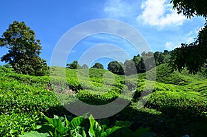 View of a landscape and the tea fields