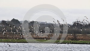 A view of a Lapwings in flight