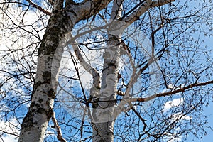 View of large birch trees in the spring with buds but no leaves against a blue sky with white wispy clouds