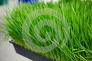 catgrass in container