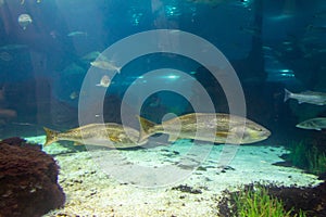 View of Large fish swmimming in a huge aquarium