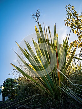Large flax harakeke plant photo