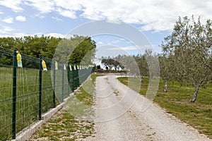 View on a large organic olive grove photo