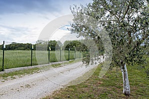 View on a large organic olive grove photo