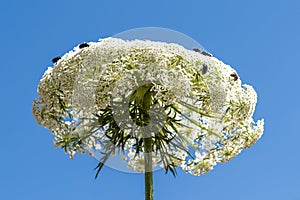 View of a large plant on a stem, consisting of many small white flowers on which small insects sit.