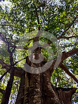 a view of a large shady tree from below