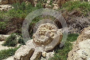 View of a large stone on a mountain amidst the beautiful unspoilt vegetation of the Ein Gedi Israel nature park. on a clear sunny
