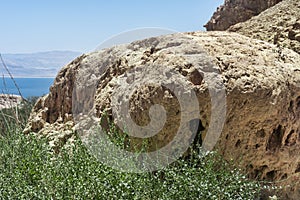 View of a large stone on a mountain amidst the beautiful unspoilt vegetation of the Ein Gedi Israel nature park. on a clear sunny