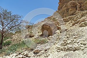 View of a large stone on a mountain amidst the beautiful unspoilt vegetation of the Ein Gedi Israel nature park. on a clear sunny