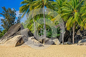 View of large stones, boulders and palm trees on the shore of the South China Sea. Sanya, China.