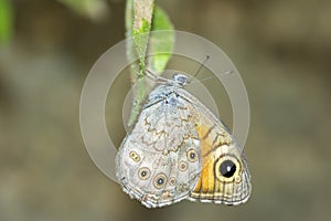 Large wall brown butterfly on a leaf, Lasiommata Maera