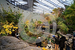 View of Laurentian Maple Forest section inside Montreal Biodome.