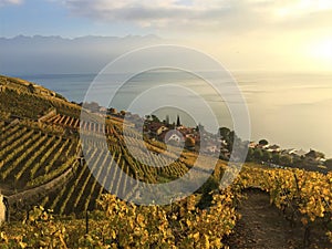 View of the Lavaux terraces, lake LÃ©man and mountains in the background, Switzerland