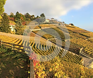 View of the Lavaux terraces, Switzerland