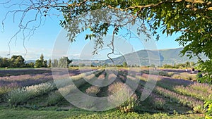 View of lavender field with Assisi in the background, Europe