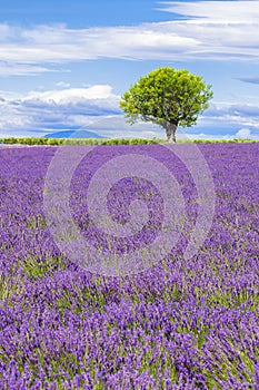 View of Lavender field with tree in Provence