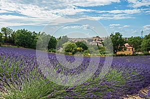 View of lavender fields under sunny blue sky and the town of Valensole in the background.