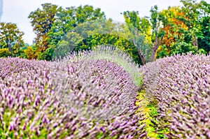 View of Lavender at the Mayfield Lavender farm