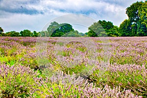 View of Lavender at the Mayfield Lavender farm