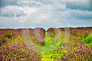 View of Lavender at the Mayfield Lavender farm