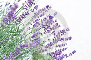 View of lavender in purple on a white background. The concept of the holiday, plants, background, garden, landscape design