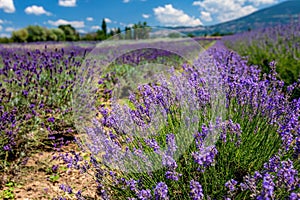 View of lavender`s flowers fields in blossom