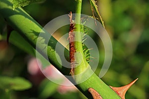 VIEW OF LEAF PETIOLE ON A GREEN ROSE CANE