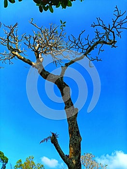 view of leafless trees under beautiful blue sky photo