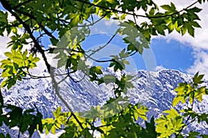 View through the leaves of a tree to the massif of the Wetterstein Mountains in the Bavarian Alps, Germany