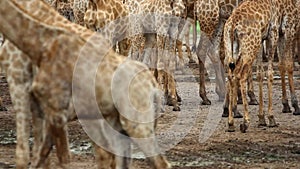 View of legs OF a herd Of giraffe. HD. 1920x1080