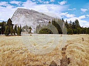 View of Lembert Dome autumn and dry Tuolumne Meadows pines blue sky in Yosemite National Park  US