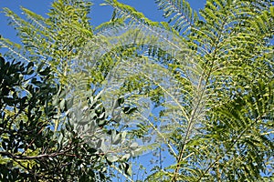 FERNLIKE TREE BRANCHES