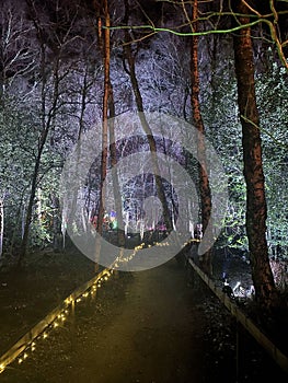 A view of Lights in the woods at Blakemere Village in December 2023.