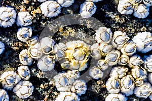 View of the limestone houses of crustaceans from above. Sea mollusks Semibalanus balanoides on the littoral of the White Sea. photo