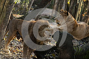 View of lion in the forest