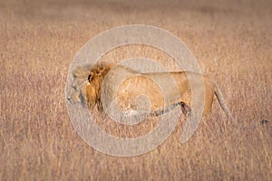 View of a lion walking on dried grass in Maasai Mara Kenya, Tanzania