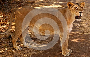 View of a lioness