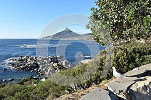 View of the Lions Head with a seagull in front in Cape Town, South Africa