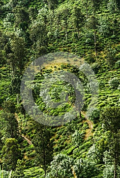 View from the Little Adam's Peak, Sri Lanka