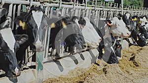 View of a livestock farm with cows in stalls eating hay.