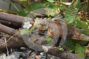 A view of a lizard on wood .