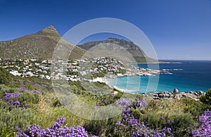 View of Llandudno with flowering Fynbos near Cape Town