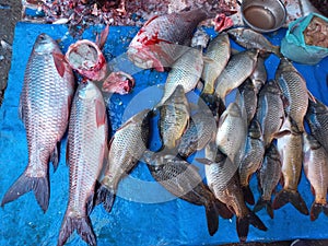 View of a local fish market in rural India