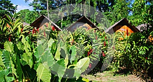 View of a lodge on stilts in the Amazon rain forest